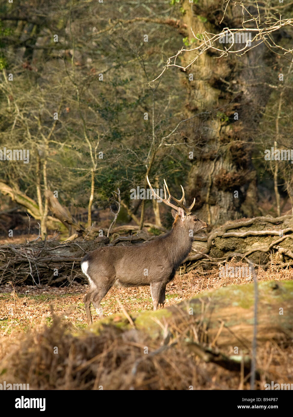 Wilde Sika Hirsch Hirsch in der New Forest-Hampshire UK Stockfoto