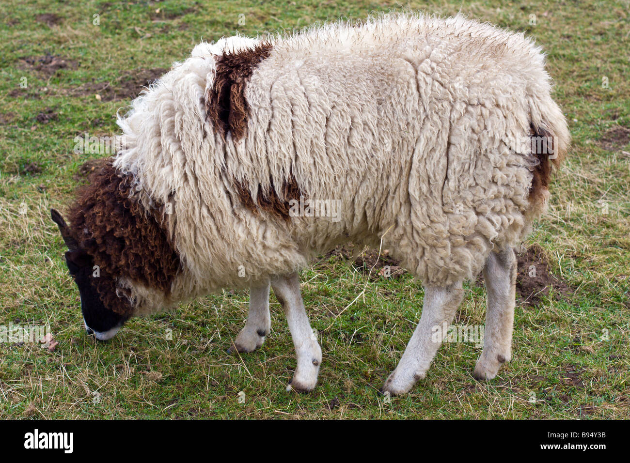 Schafe Stockfoto