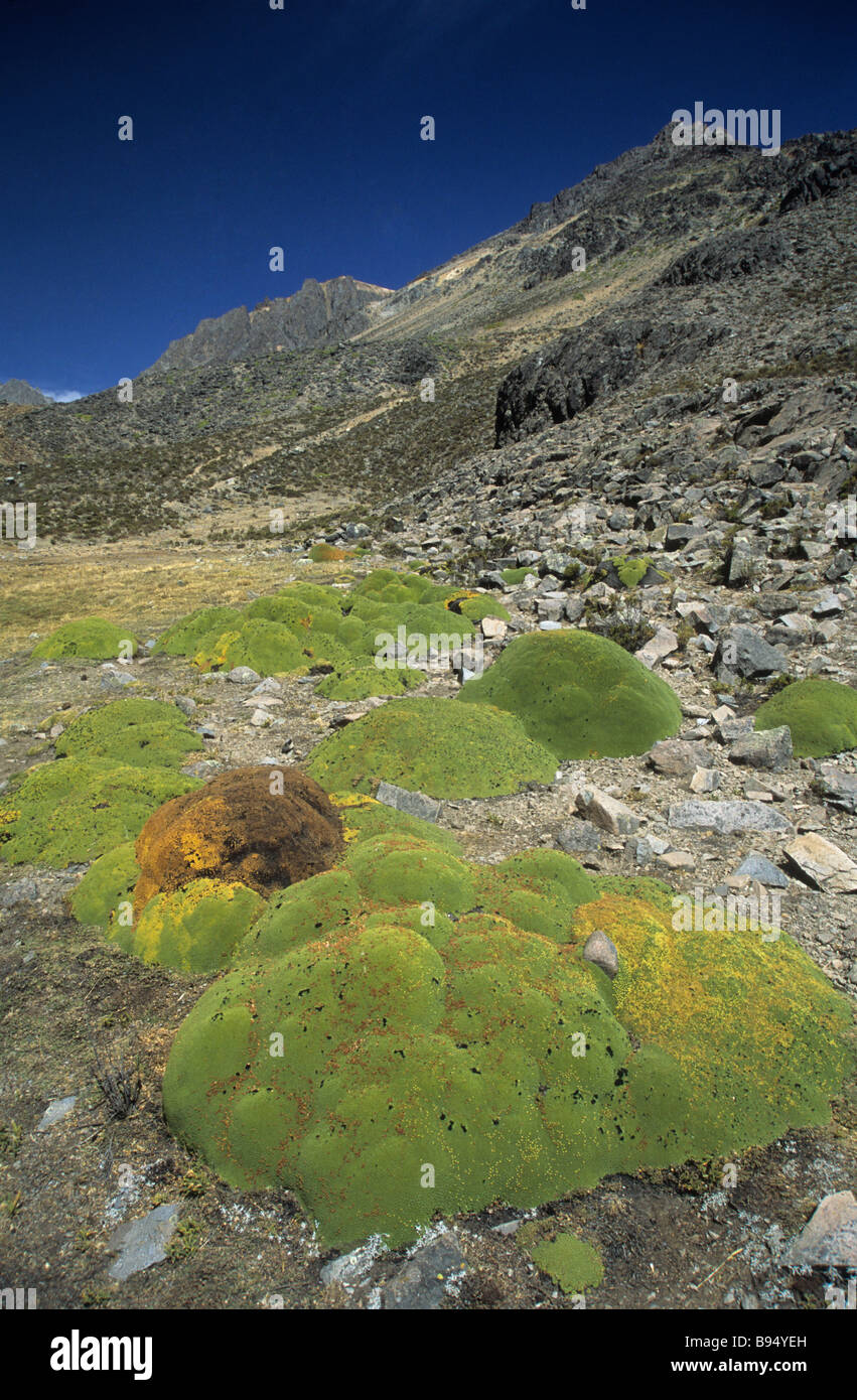 Vareta Pflanze (Azorella Compacta) und Höhenlage Wüste, Colca Canyon Region, Peru Stockfoto