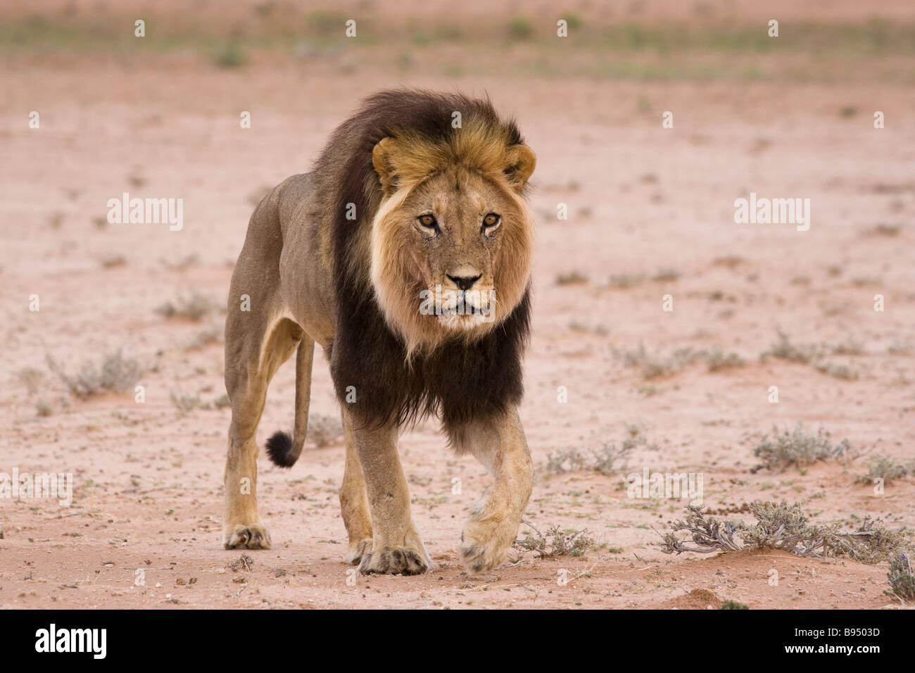 Löwe Panthera Leo männlichen Kgalagadi Transfrontier Park-Südafrika Stockfoto