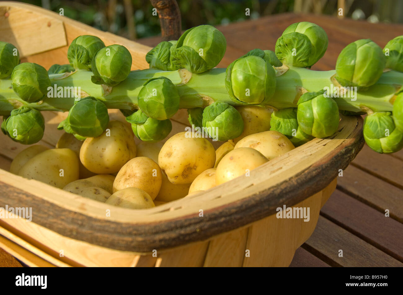 Nahaufnahme von frisch geernteten rosenkohl-Sprossen auf einem Stiel und Kartoffeln in einem hölzernen Tragen Stockfoto