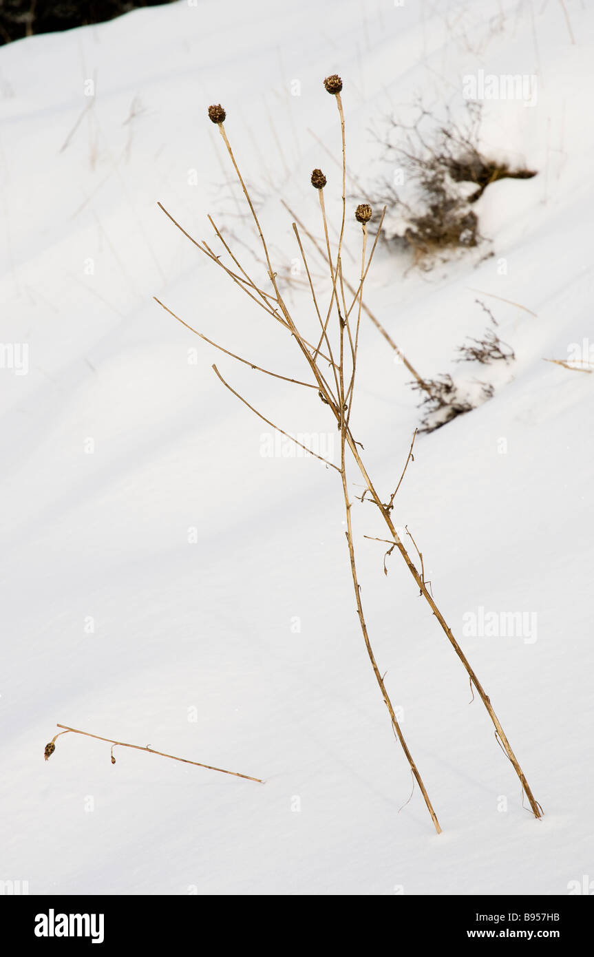 Getrocknete Seedheads im Schnee North Yorkshire England UK United Kingdom GB Great Britain Stockfoto