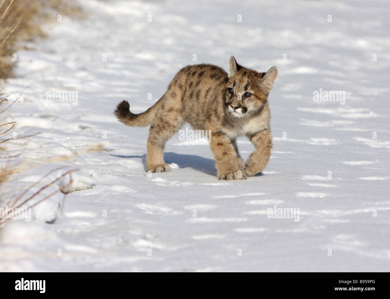 Junge Puma, Puma, im Schnee Stockfoto
