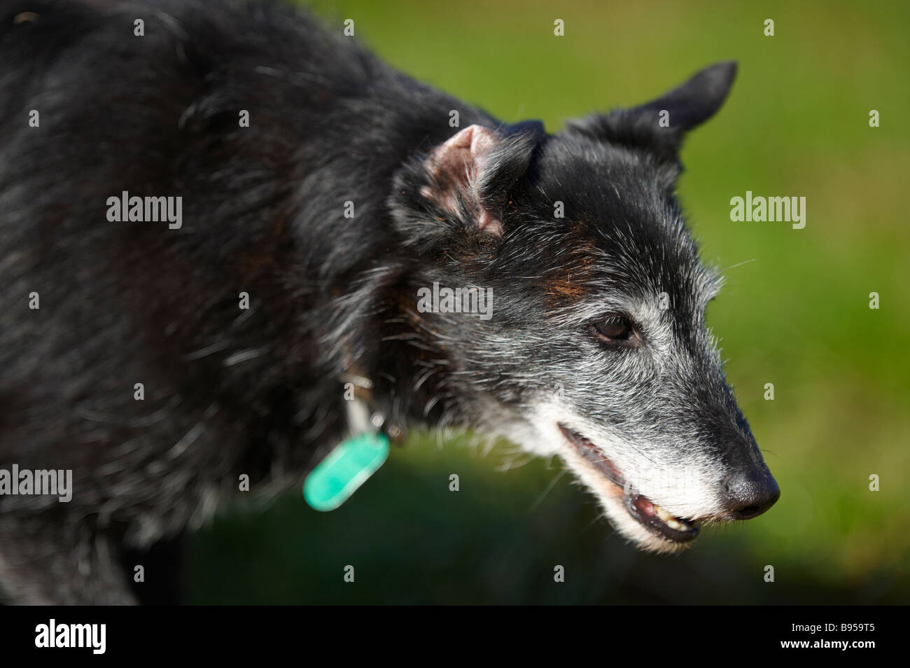 Ältere schwarze Whippet cross Hund mit Vergrauung Mund zu Fuß Vergangenheit draußen in der Sonne Stockfoto