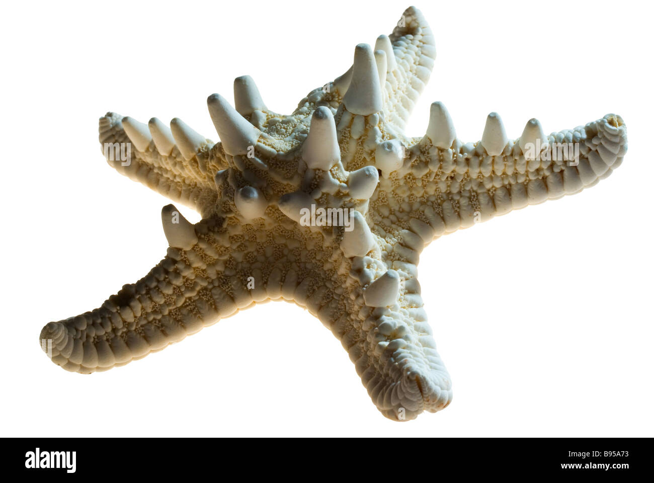 Seestern Stockfoto