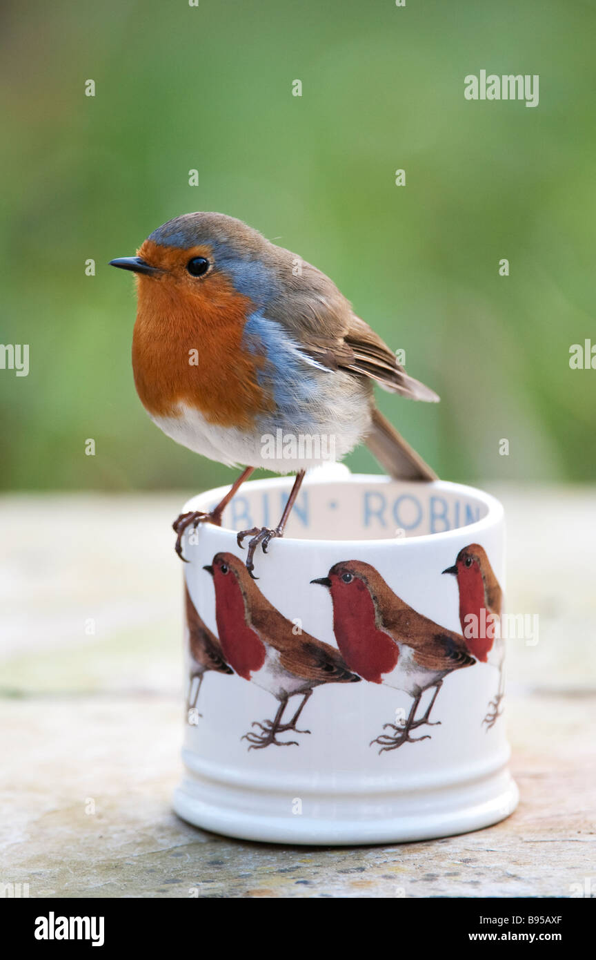 Erithacus Rubecula. Robin thront auf einem Emma Bridgewater robin Becher.DE Stockfoto