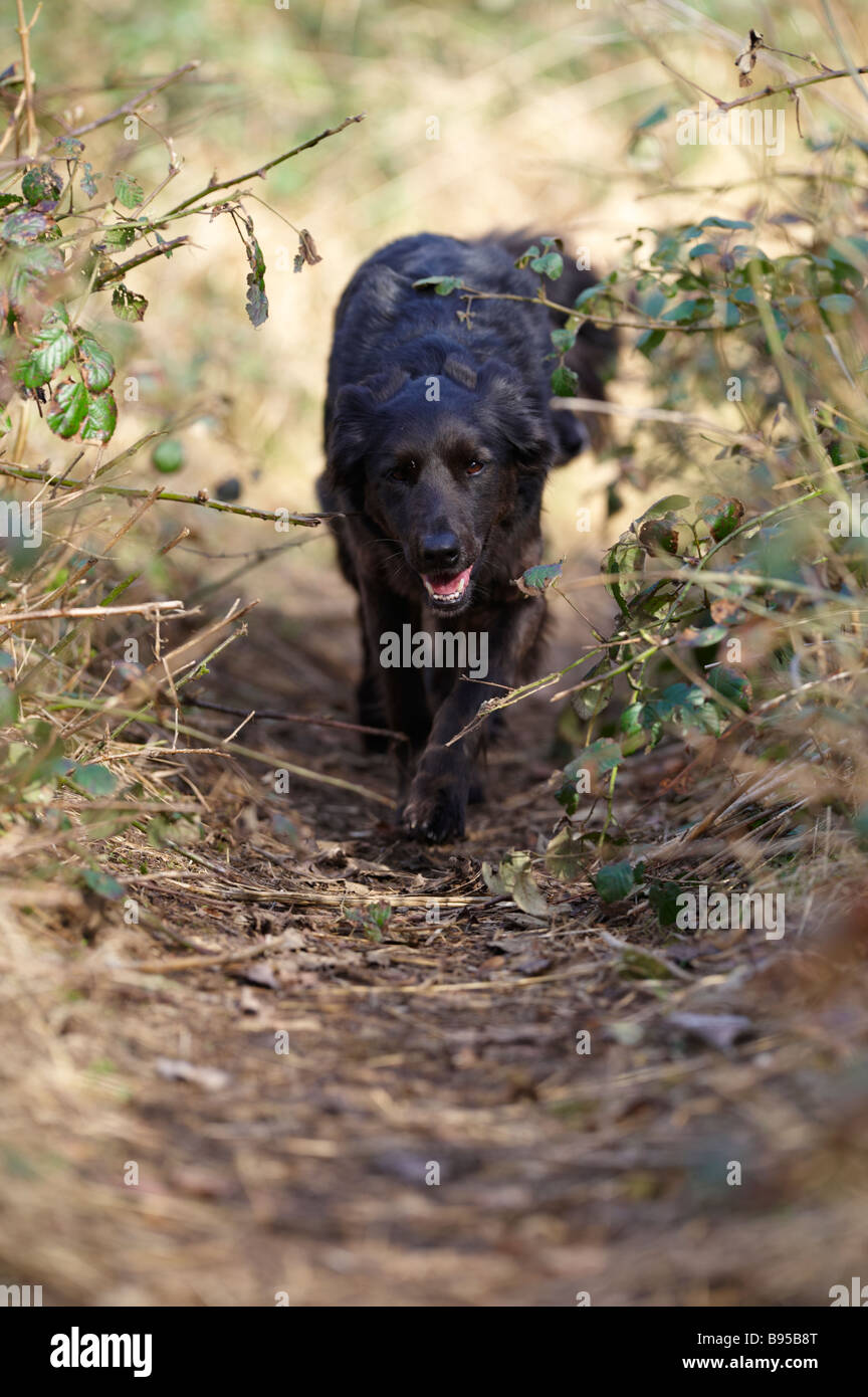 Schwarzen Collie / Elsässer Kreuz Hundewiesen durch Unterholz außerhalb Stockfoto