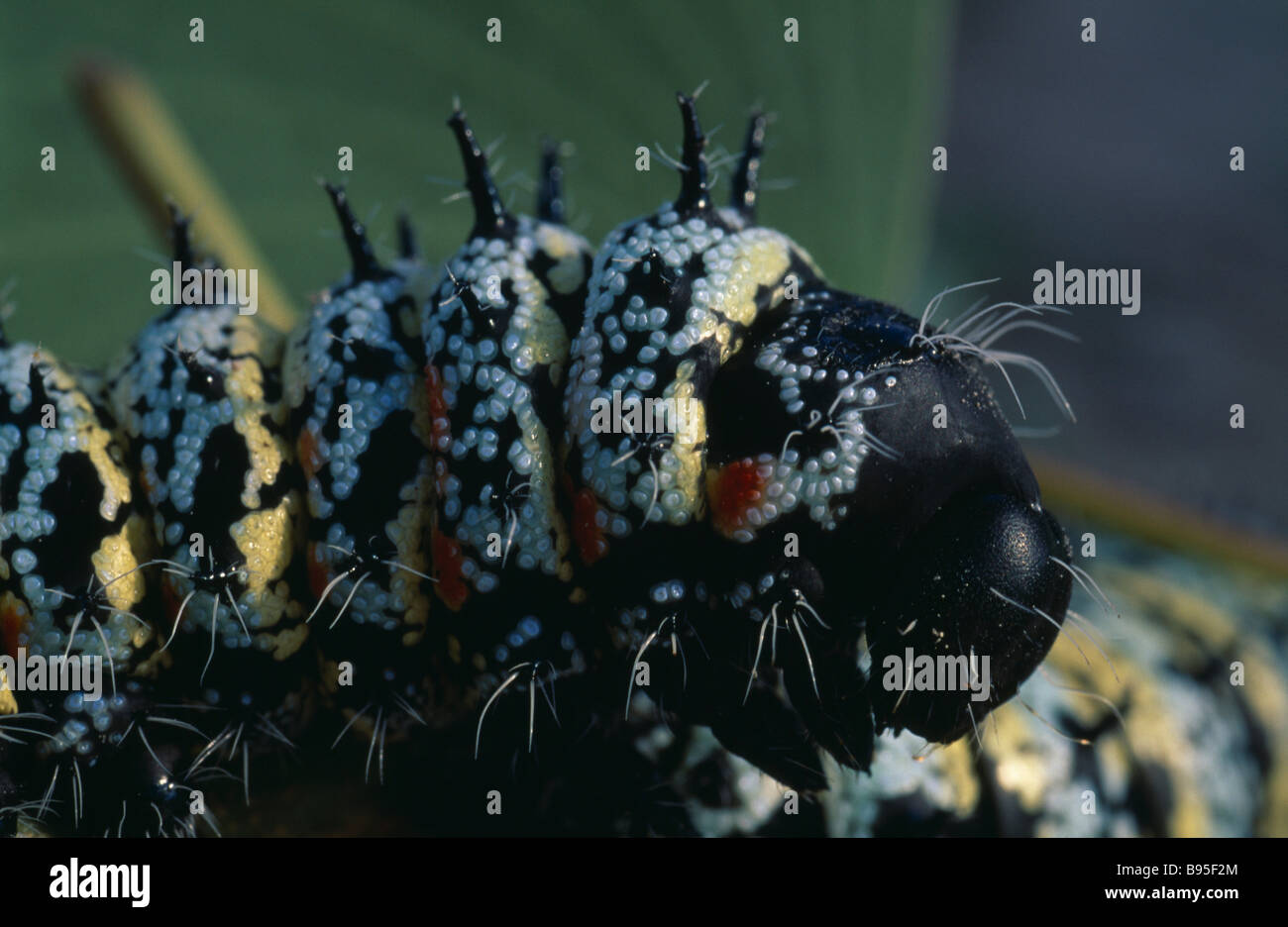 NATURAL HISTORY Würmer Mopane worms Imbrasia Belina. Stockfoto