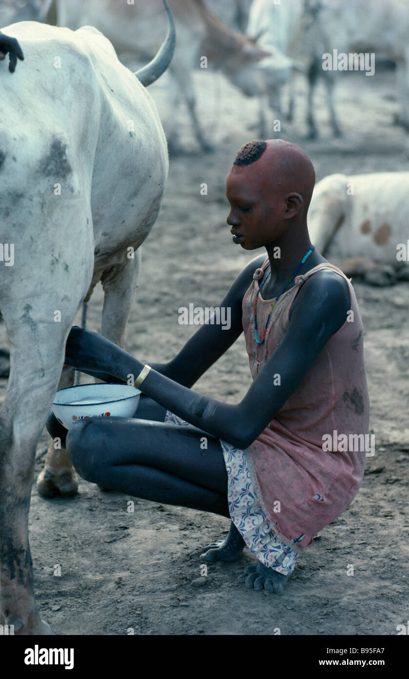 SUDAN Nordafrika Landwirtschaft Young Dinka Frau mit Gesicht und Kopf gefärbt mit roten Pulver Melken Kuh in Rinder-camp Stockfoto