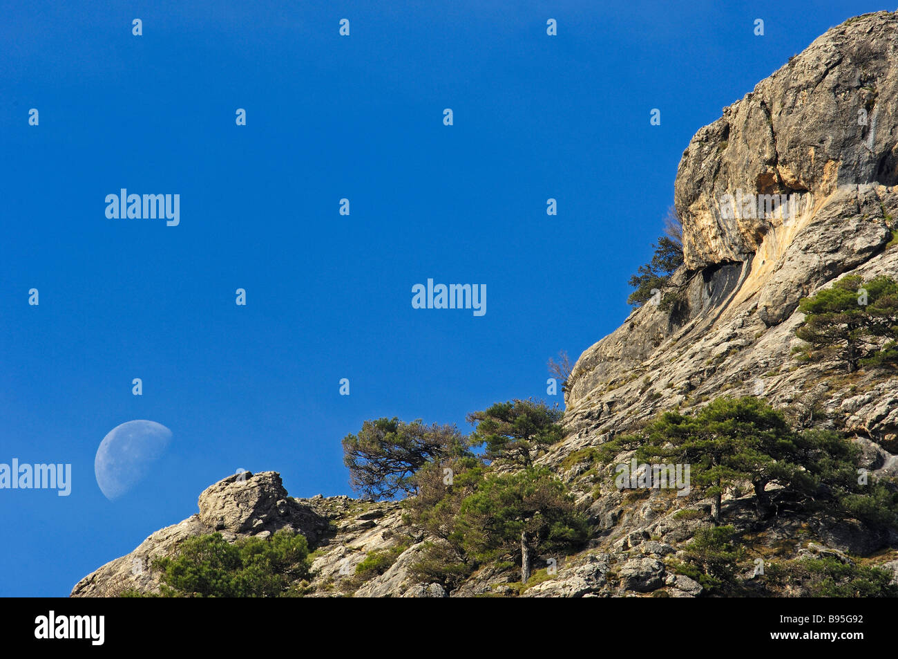 Pino Laricio Pinus Nigra Sierra de Cazorla Segura y Las Villas natürlichen Park Jaén Provinz Andalusien Spanien Stockfoto