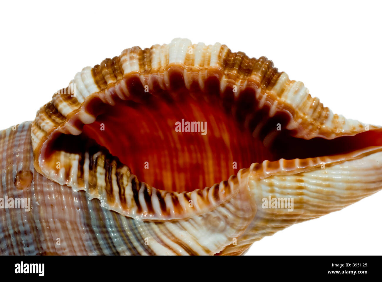 Schnecke Stockfoto