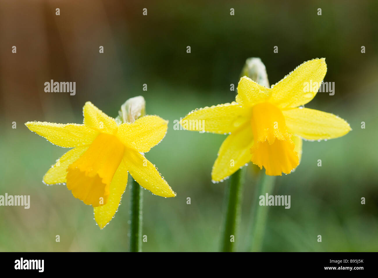 Narzisse mit Tau. Vielfalt - Tete-a-tete. Stockfoto