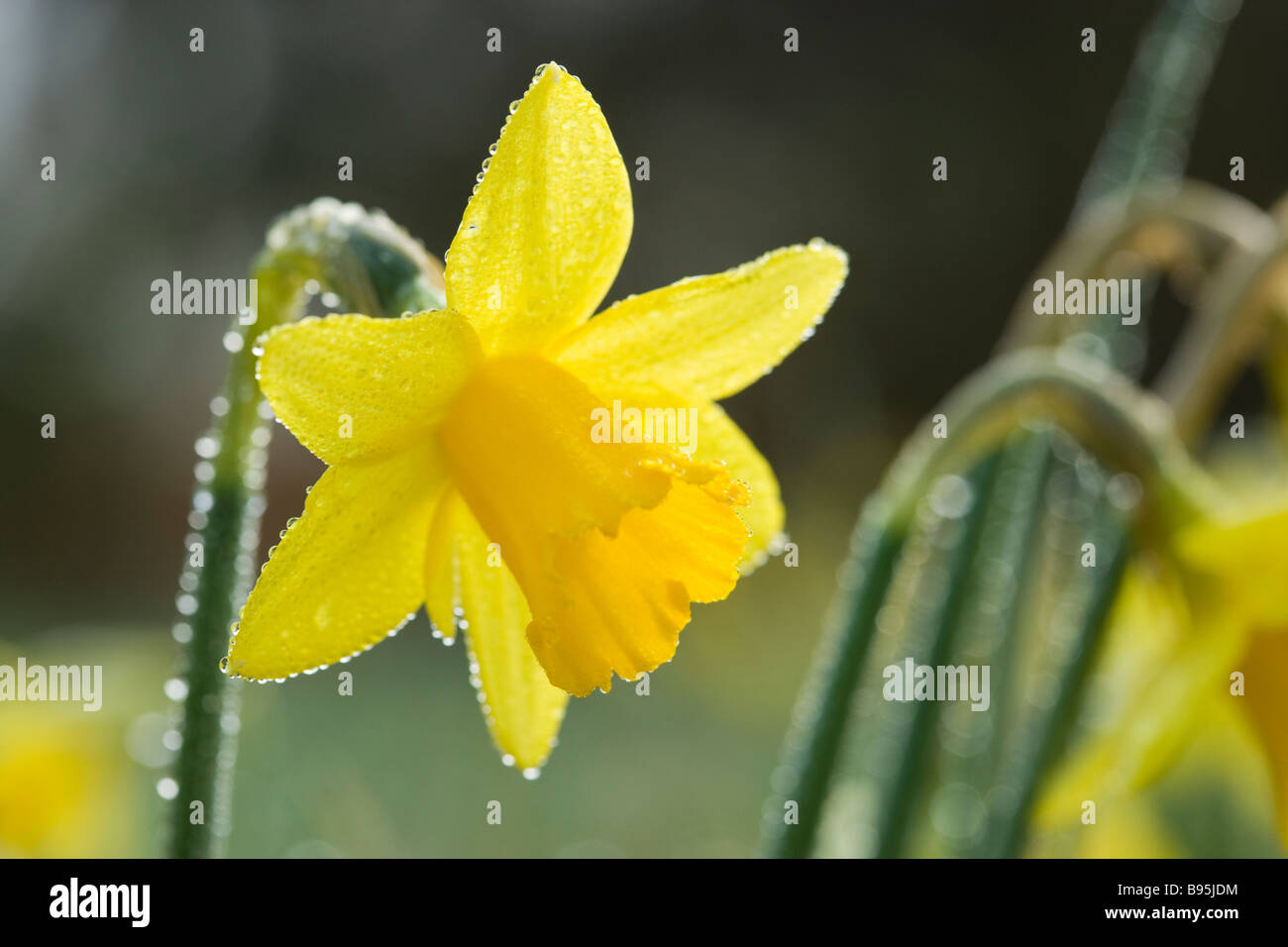 Narzisse mit Tau. Vielfalt - Tete-a-tete. Stockfoto