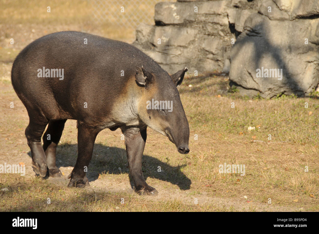South American Tapir im Zoo. Stockfoto