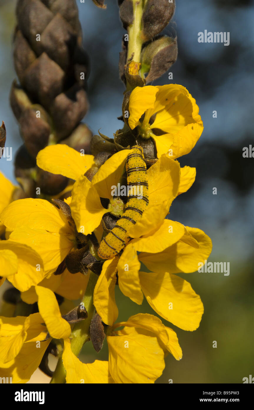 Am wolkenlosen Schwefel Phoebis Raupe auf gelben Blume. Stockfoto