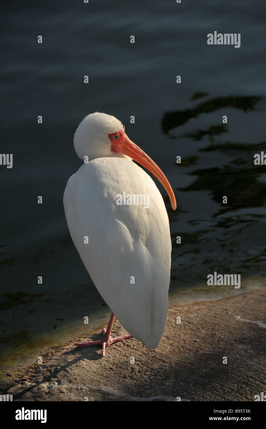 American White Ibis im Rest. Stockfoto