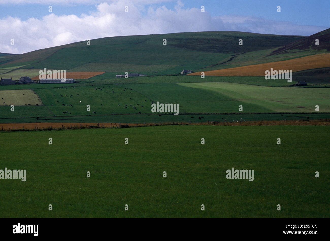 Schottland Orkney Insel Landwirtschaft landwirtschaftliche Landschaft zeigt Feld Muster und Mischung der Milchwirtschaft und Ackerbau Landwirtschaft. Stockfoto