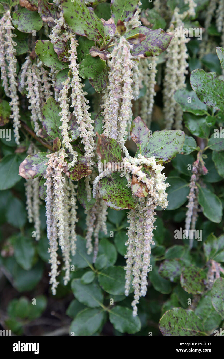 Seidenblumen Sie Quaste Bush (Garrya Veatchii) Quaste in Rode Hall, Cheshire England UK Stockfoto