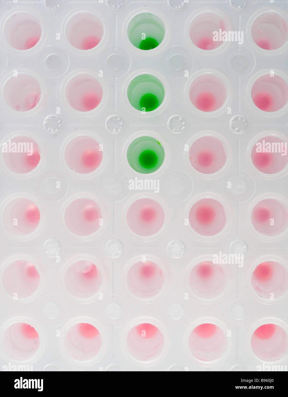 96-well-Platte, in der medizinischen und biologischen Forschung verwendet Stockfoto