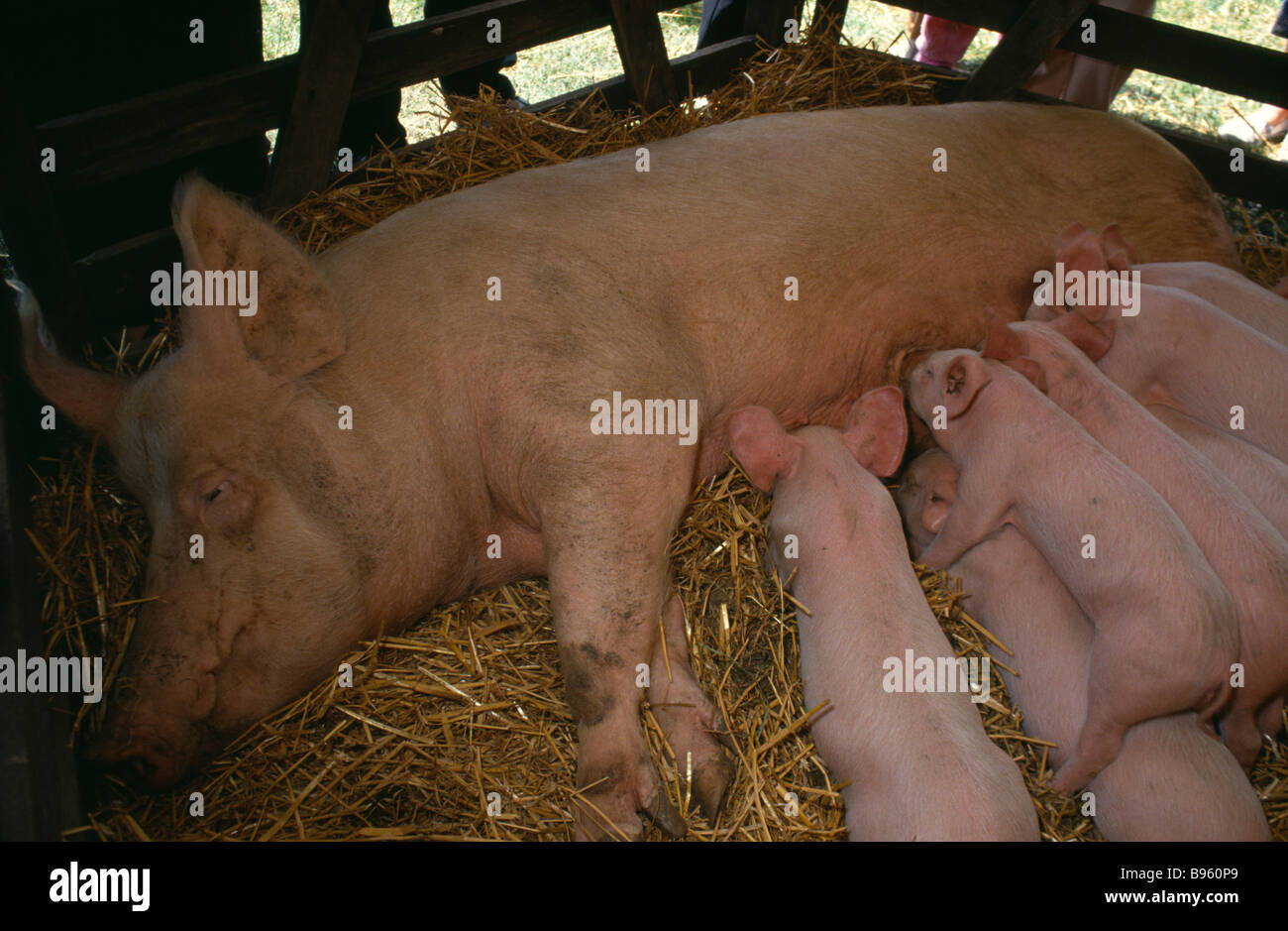 LANDWIRTSCHAFTLICHE Nutztiere Schweine säen liegend auf Stroh in einer Scheune mit Spanferkel Ferkel Stockfoto