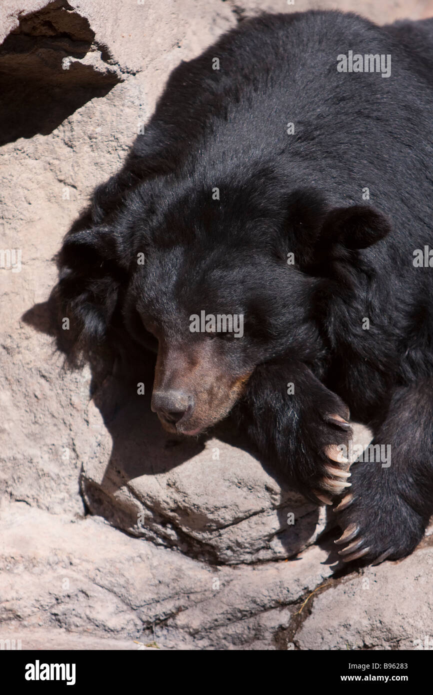 Asiatische Schwarzbären im Denver Zoo Stockfoto