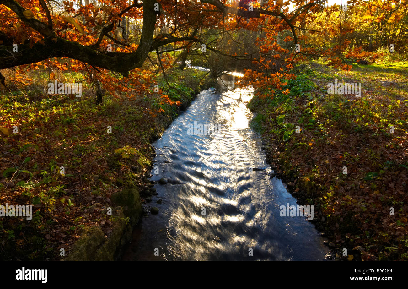 Frisches Wasser Streem im Herbst farbige Landschaft Struer Jütland Dänemark Skandinavien hinterleuchtete sceene Stockfoto