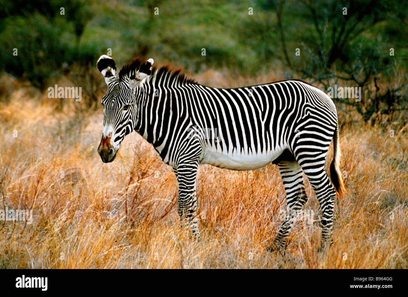 GREVY ZEBRA IN KENIA AFRIKA Stockfoto