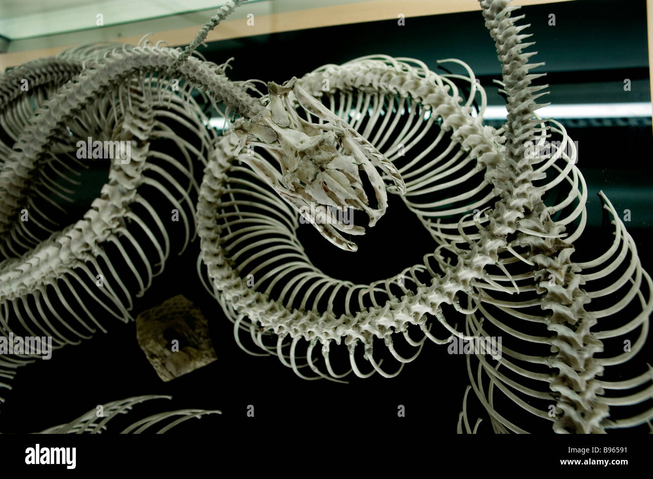 Cambridge Museum Of Zoology Stockfotos und -bilder Kaufen - Alamy