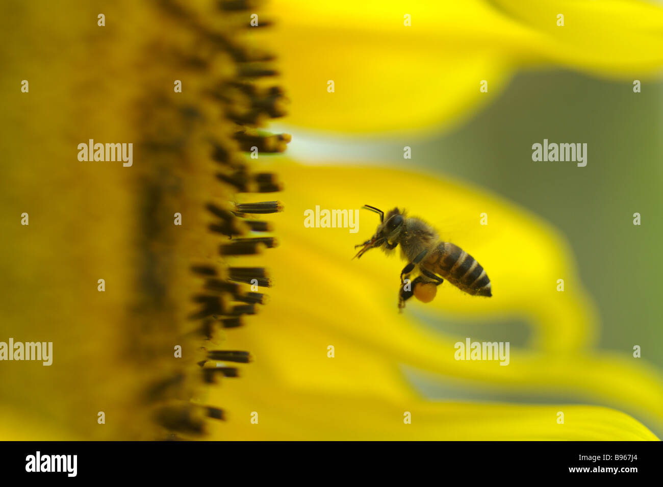 Biene und Sonnenblumen Stockfoto