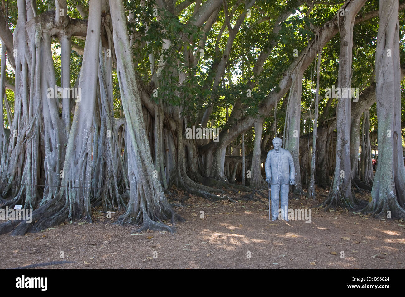 Iedison Tree Edison-Statue und Banyan Tree bei Edison und Ford Winter Estates in ...