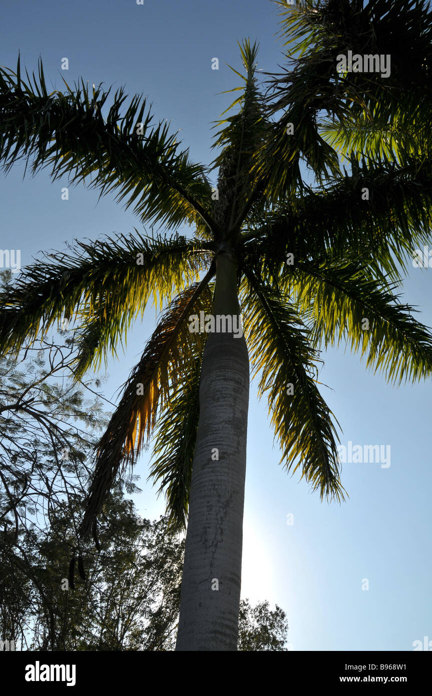 Majestätische Royal Palm. Stockfoto
