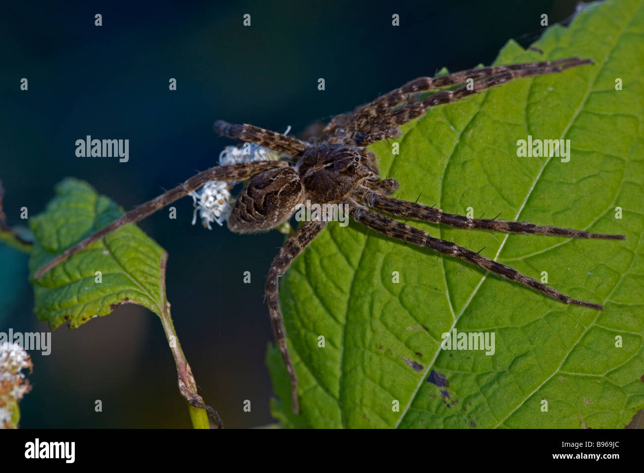 Wolf Spider - Familie Lycosidae - Nahaufnahme auf Blatt - New York - USA Stockfoto