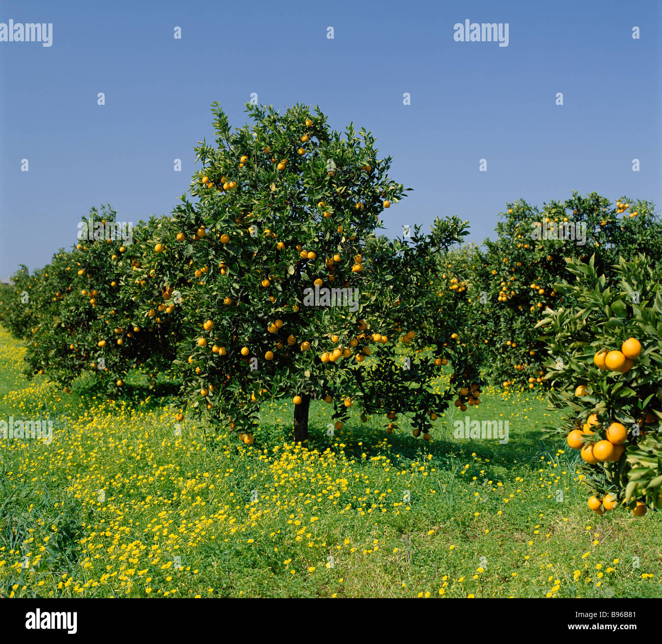 Portugal, Algarve, Orangenbäume in einem Obstgarten Stockfoto