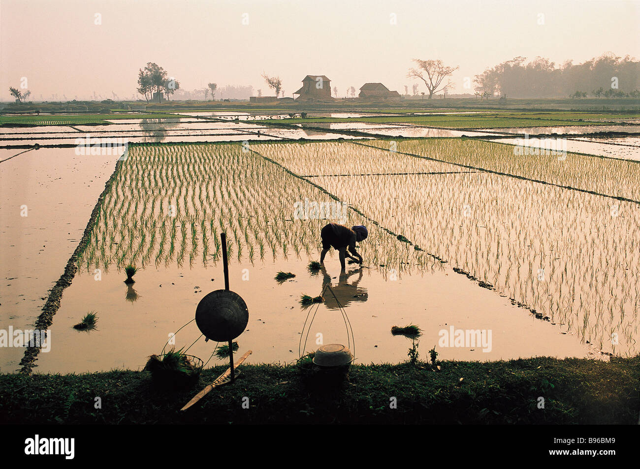 Vietnam, Umgebung von Hanoi, Frau stechen, Reis in einer überfluteten Reisfeld Stockfoto