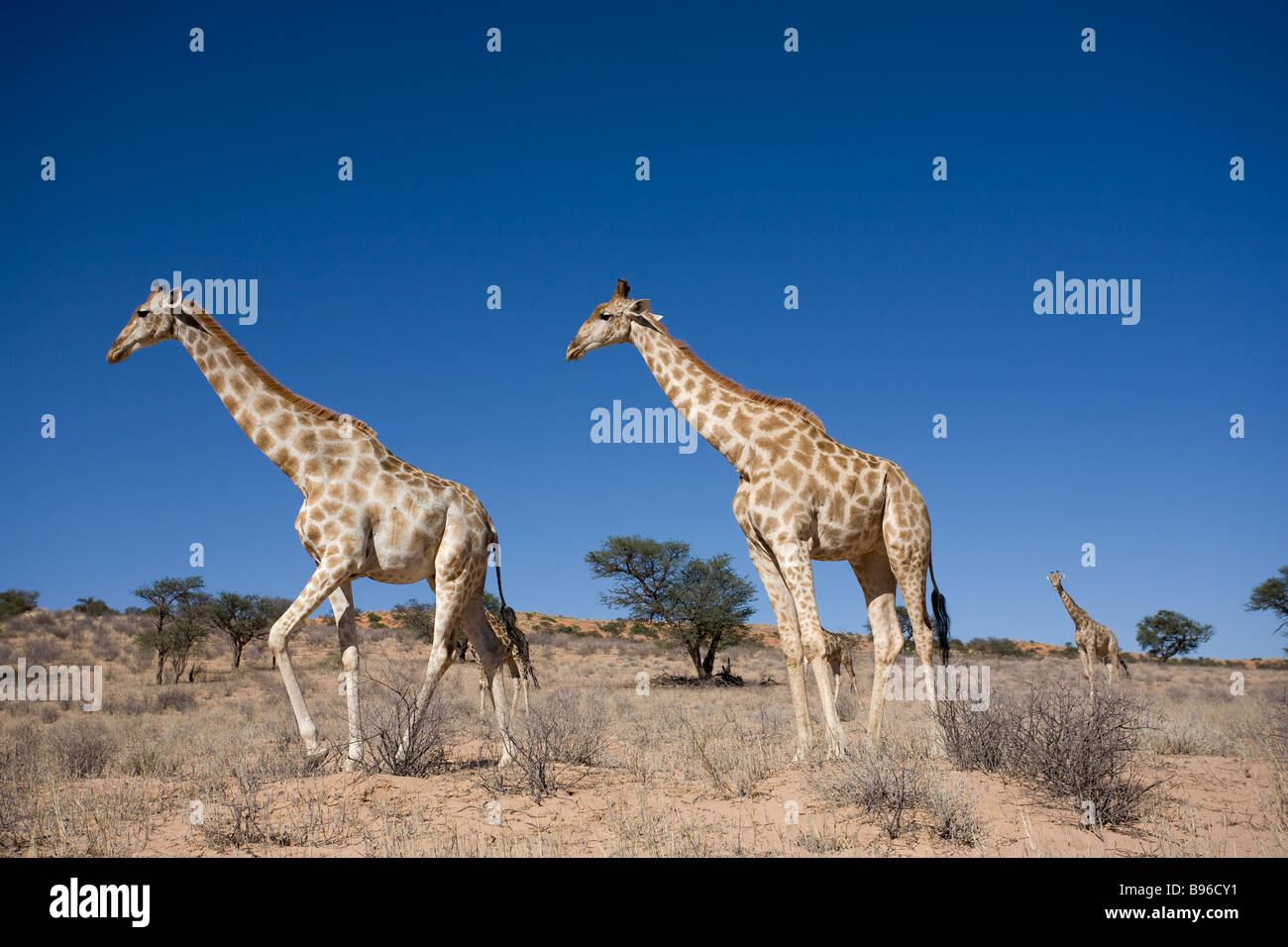 Giraffen Giraffa Plancius Kgalagadi Transfrontier Park Northern Cape in Südafrika Stockfoto