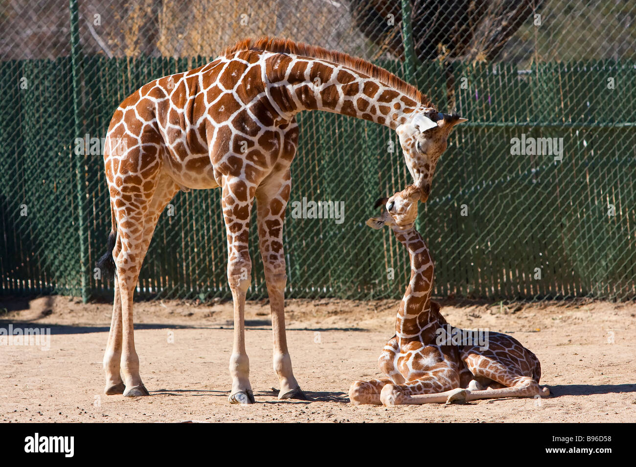 Giraffe im Zoo von Denver Stockfoto