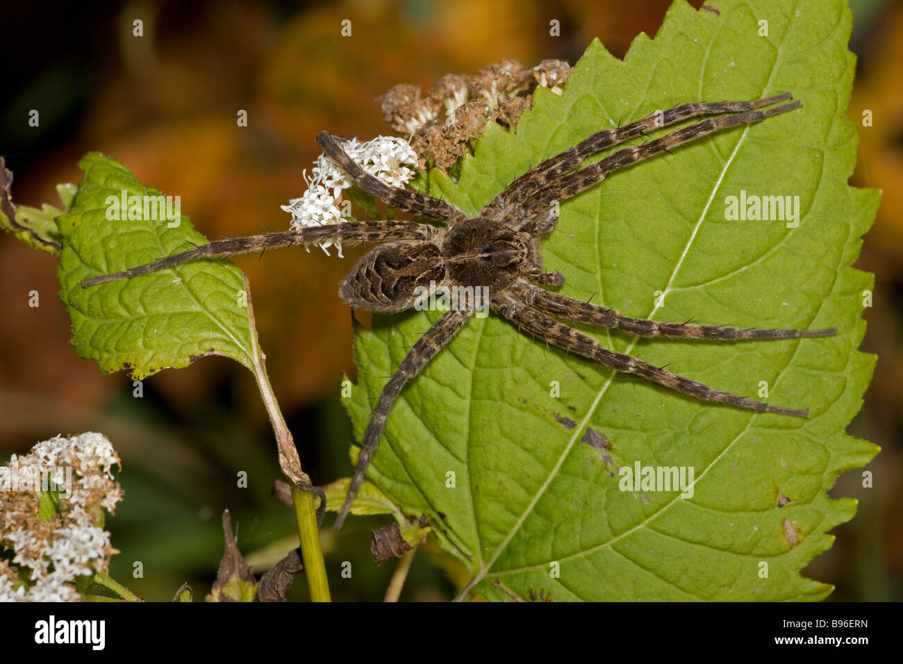 Wolf Spider - Familie Lycosidae - Nahaufnahme auf Blatt - New York - USA Stockfoto