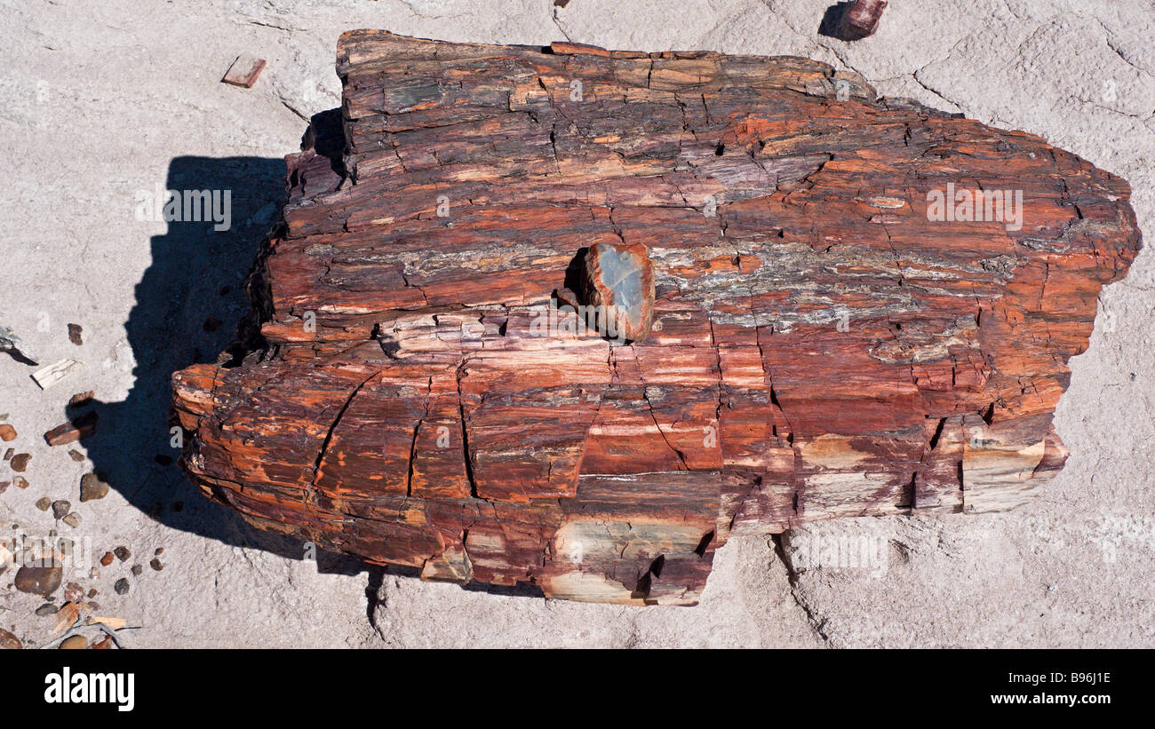 Bunte nahe versteinertes bis aus einem Stück roten Holz entlang der Blue Mesa Trail im Petrified Forest National Park Arizona USA Stockfoto