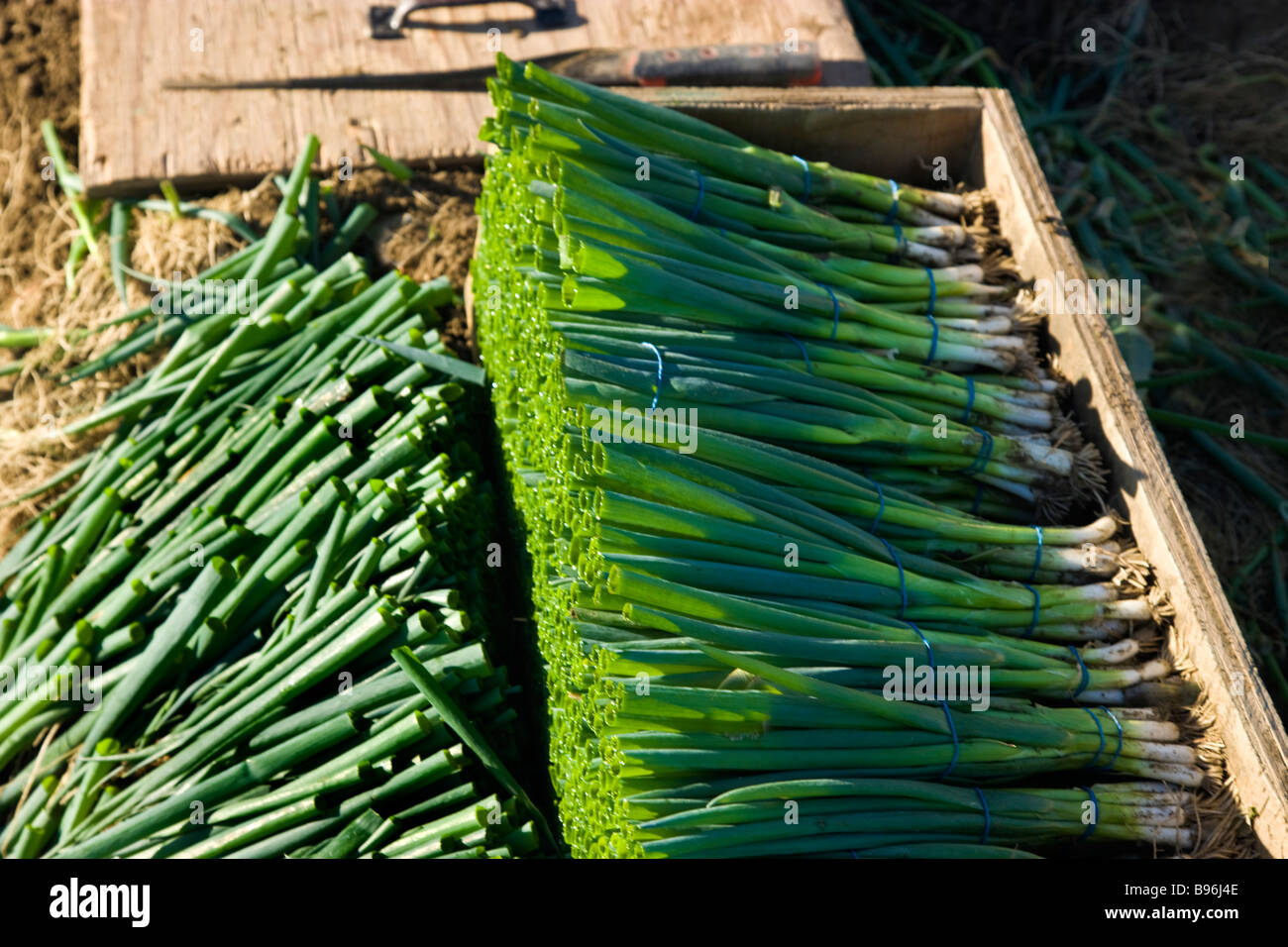 Geernteten Frühlingszwiebeln, aus biologischem Anbau. Stockfoto