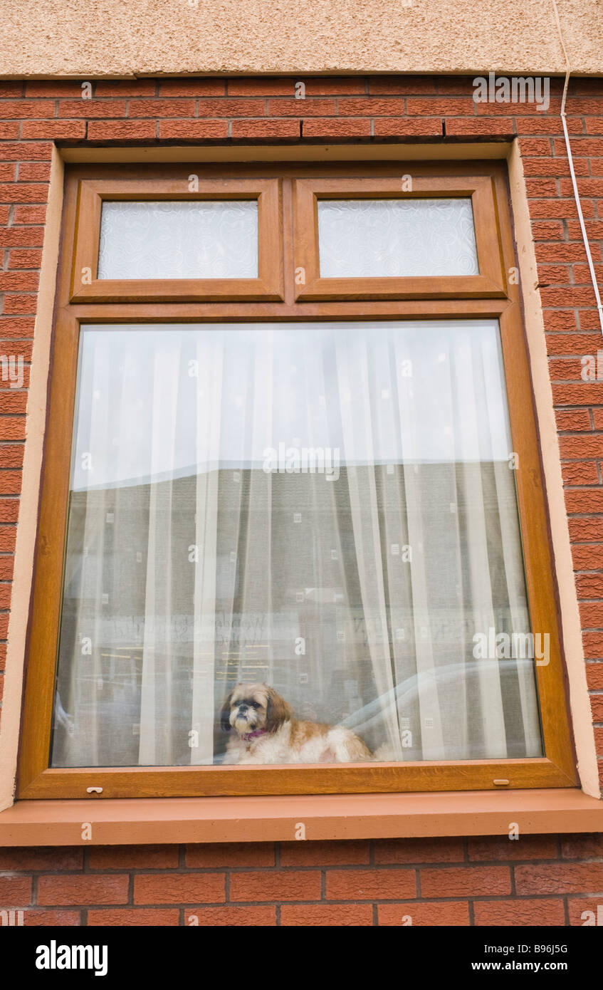 Niedlichen Hund suchen Fenster des Hauses in Treorchy Rhondda Valley South Wales UK Stockfoto