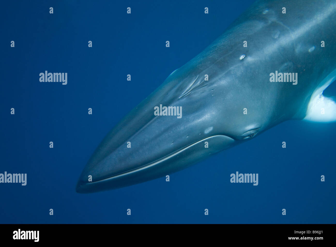 Zwerg Zwergwal Zwergwal Balaenoptera Acutorostrata Great Barrier Reef Australien tauchen Stockfoto