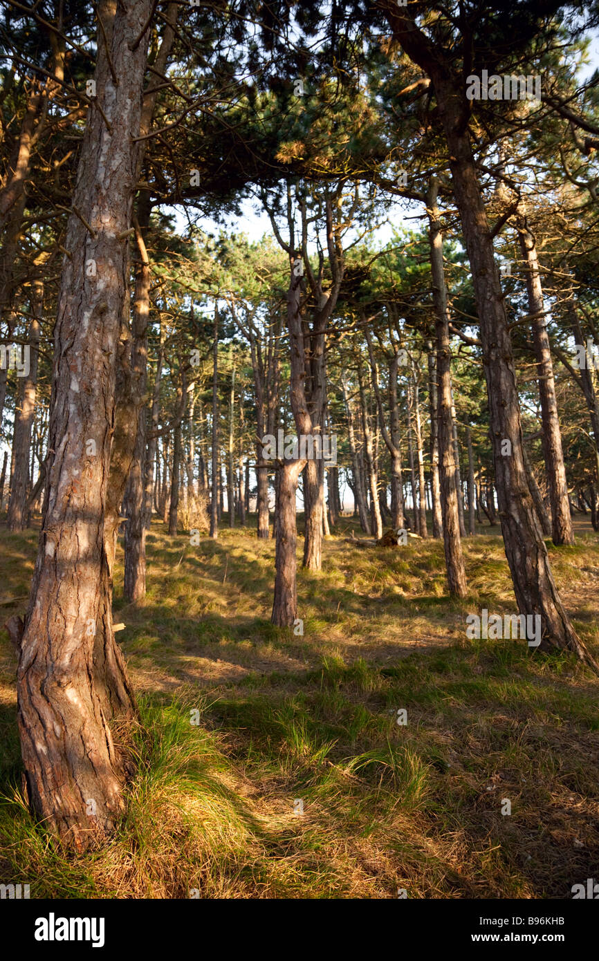 Sefton Küste Pinienwälder Stockfoto