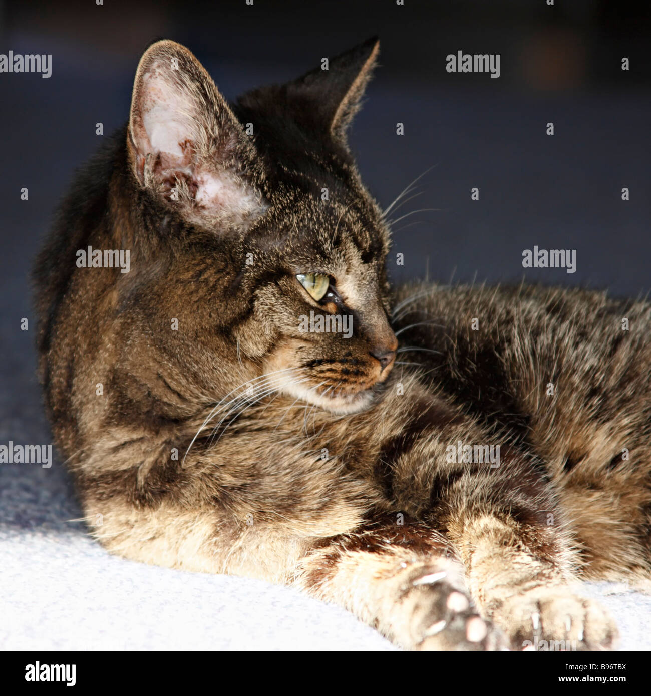 Amerikanische Kurzhaarkatze in der Sonne liegend. Stockfoto