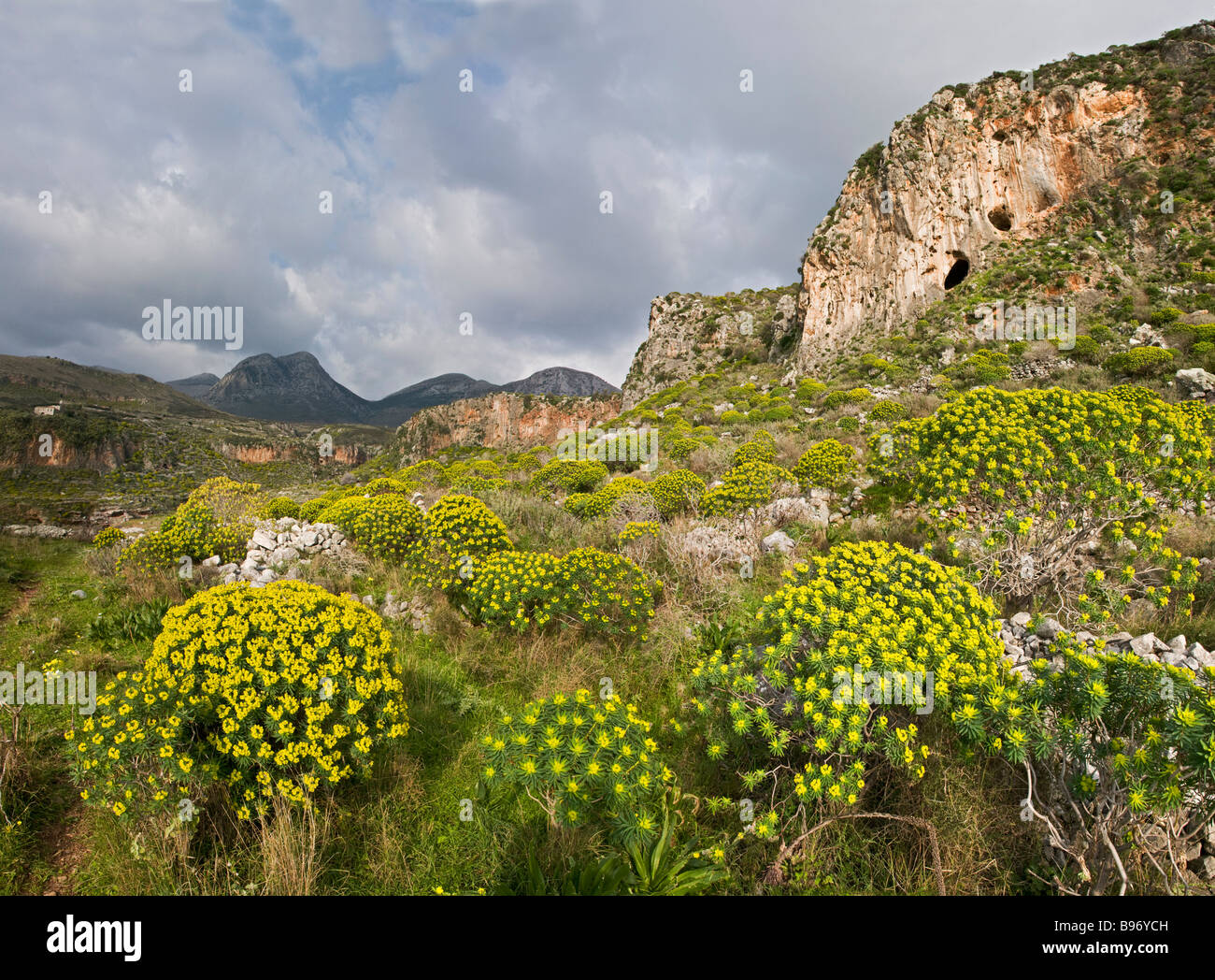 Euphorbia im Frühling an der Grenze zwischen der äußeren und inneren Mani in der Nähe von Itilo. Messenischen Mani Süd-Peloponnes, Griechenland Stockfoto
