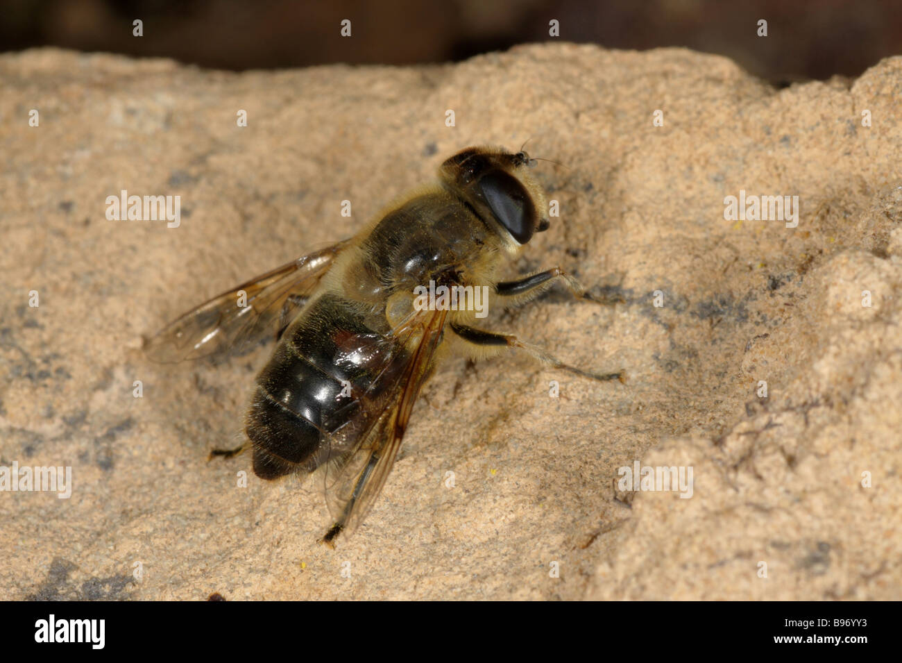 Drohne fliegen - Eristalis tenax Stockfoto