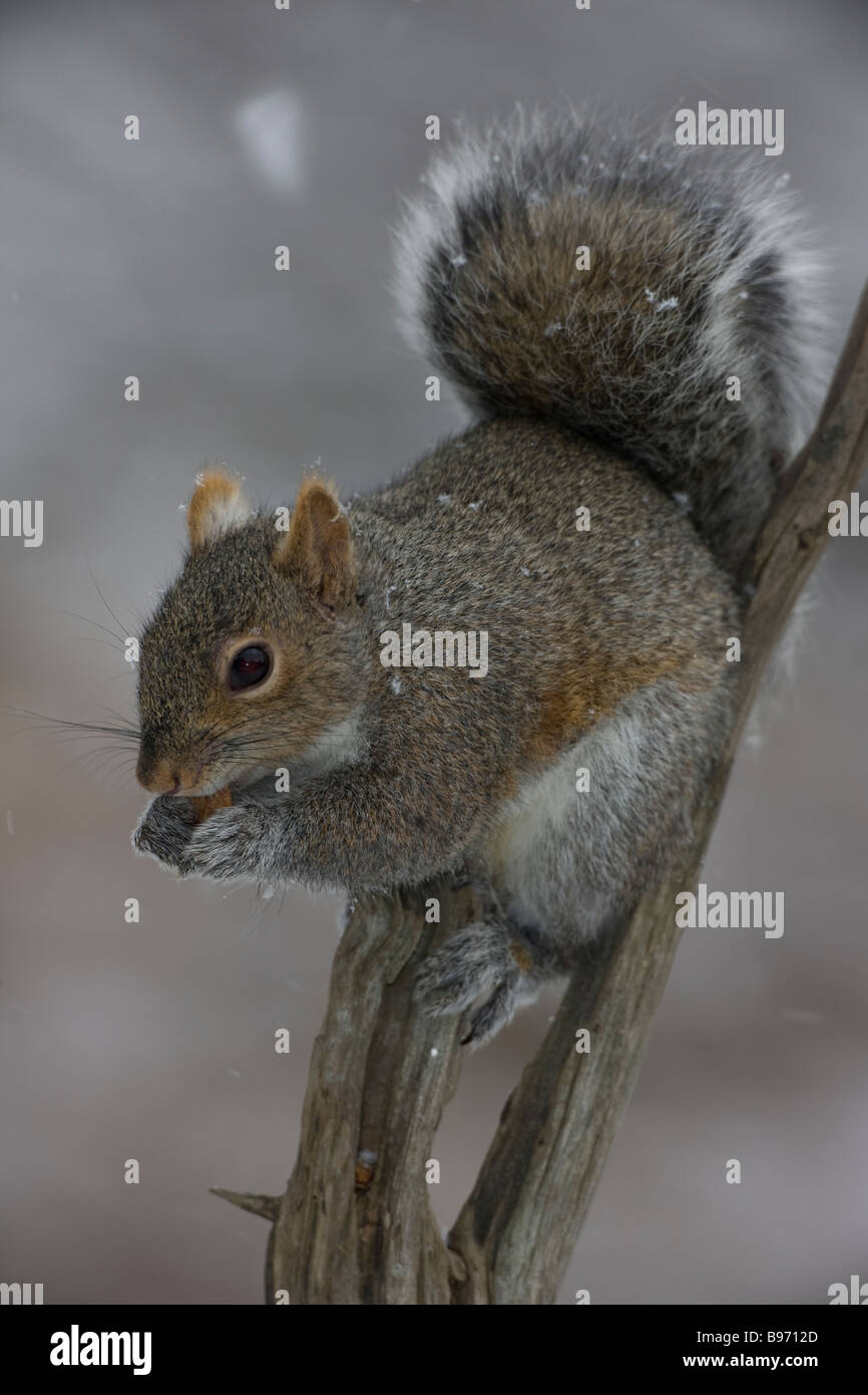 Östliche graue Eichhörnchen (Sciurus Carolinensis) NewYork - Portrait - Essen thront auf AST - schneit Stockfoto