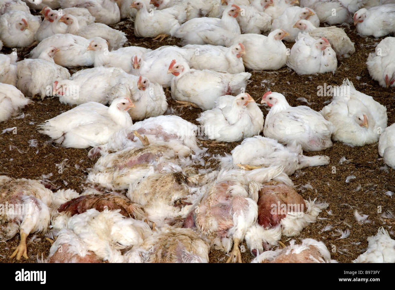 Verstorbenen Hühner Geflügel Ranch. Stockfoto