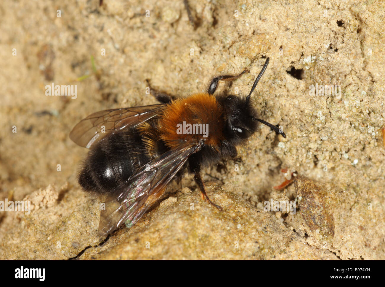 Bergbau-Biene - Andrena Clarkella - weiblich Stockfoto
