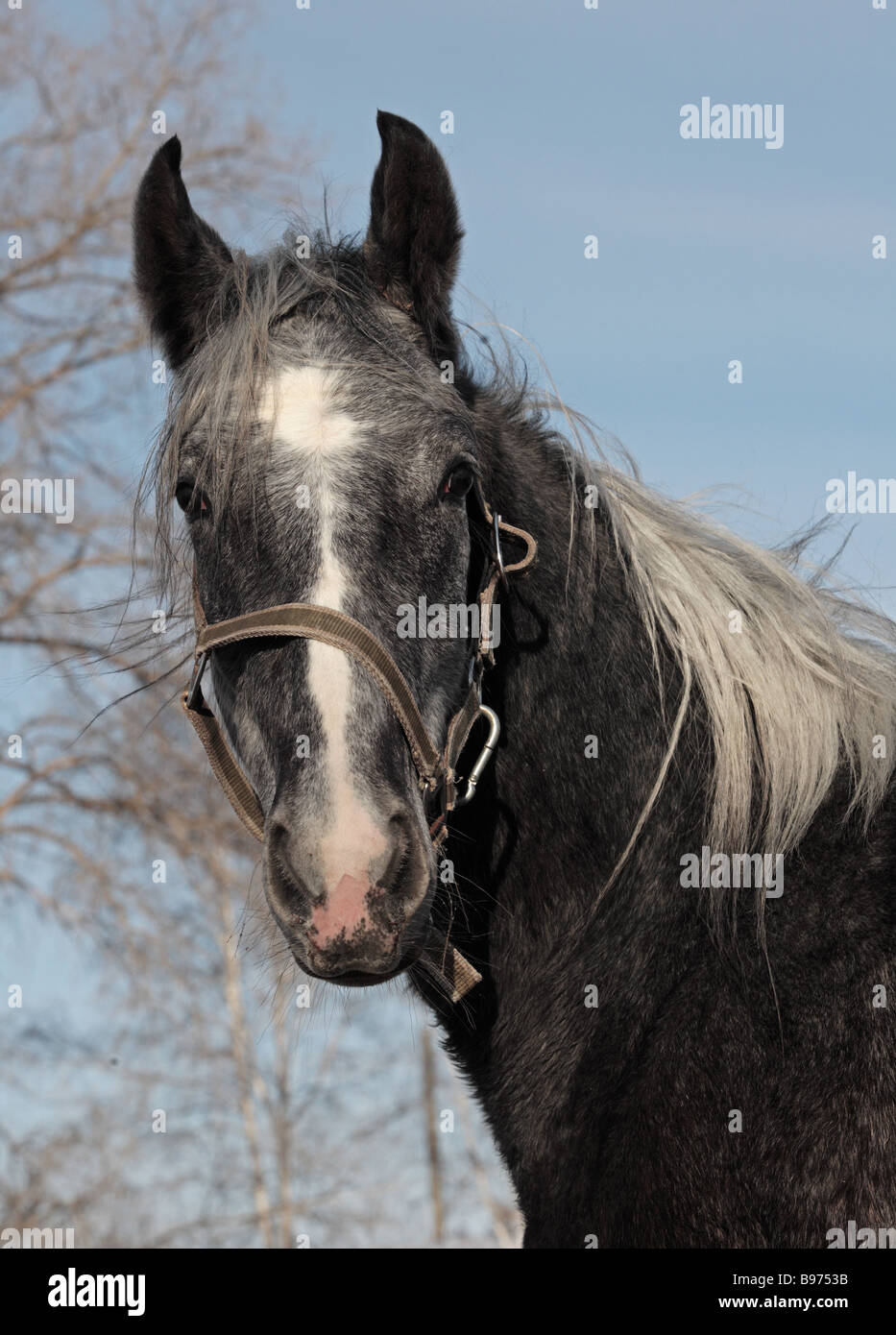Pferd-Porträt. Orlow Traber, Russland Stockfoto