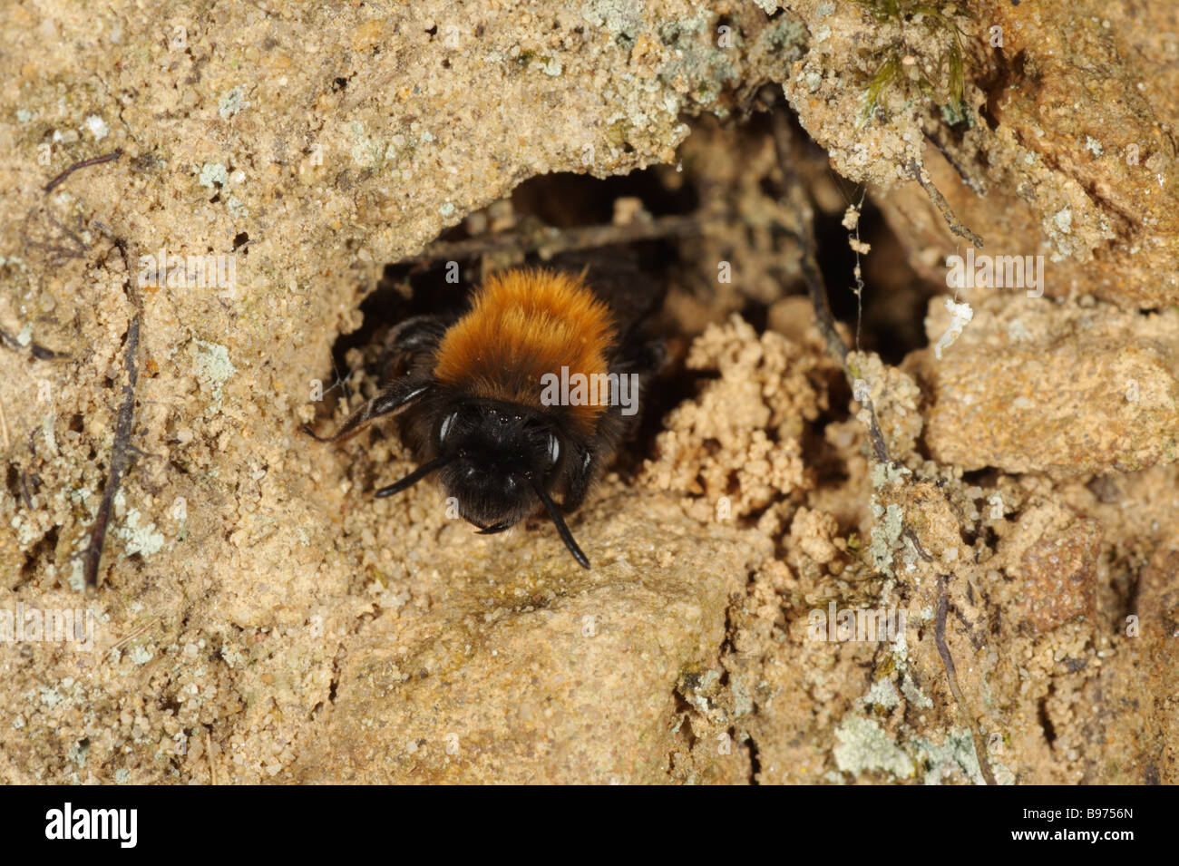 Bergbau-Biene - Andrena Clarkella - weibliche am Nest Fuchsbau Stockfoto